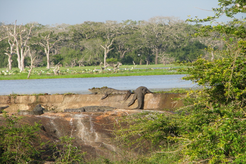 Sri Lanka, Yala National Park